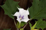 Jimsonweed